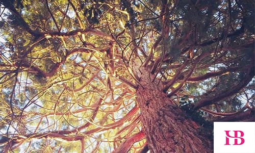 HB Accountants Carbon Positive Business Programme - plant a tree